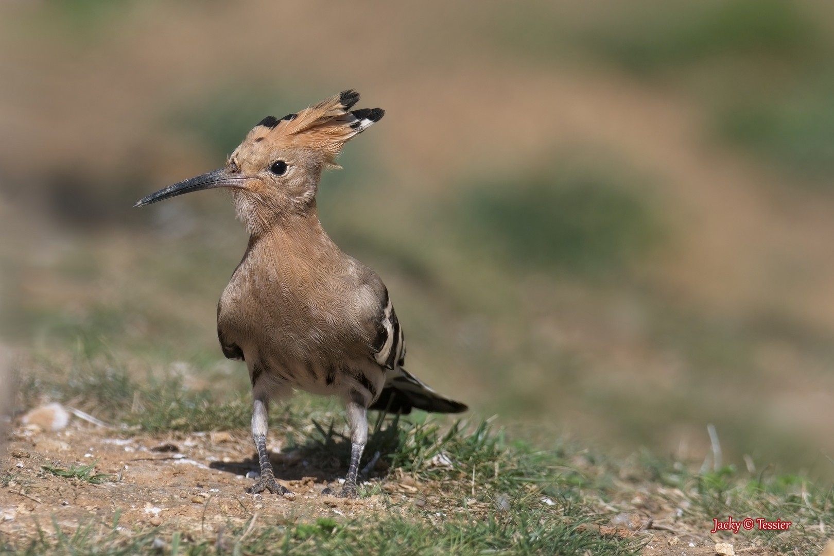 Site hosted by Neocities